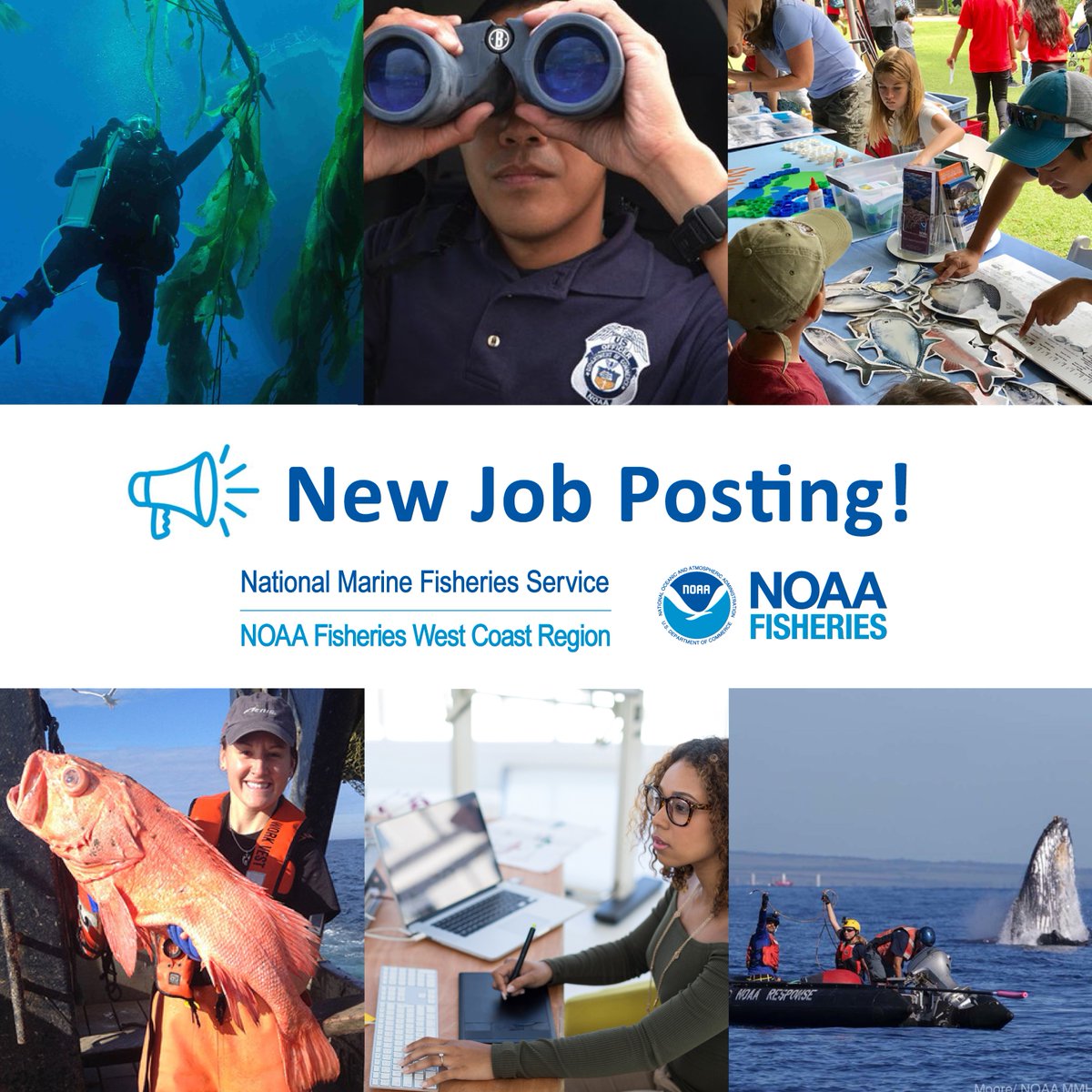 We’re hiring! The West Coast Region is hiring 2️⃣ career-ladder fish biologists to work on offshore wind projects. Duty locations include Arcata, CA, Long Beach, CA, Santa Cruz, CA, Santa Rosa, CA, or Seattle, WA. 📌 Apply by Nov 14, 2023 at bit.ly/45VROWm
