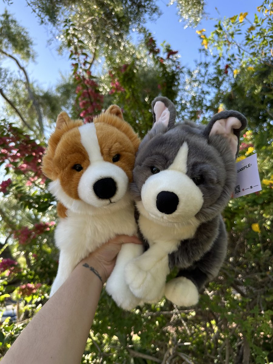 primeshibashop's tweet image. On the left:

Quest Thai Bangkaew Dog &amp;amp;
Atlas The Border Collie 
arrive Dec/Jan. 24’ 

#primeshiba #plushies #dogplush #toys #Halloween #bordercollie #thaibangkaew