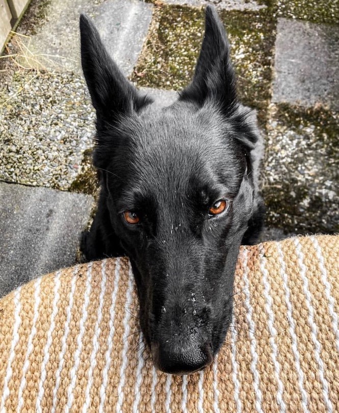 xdogworld's tweet photo. 😻😻😻😻😻#dog, #doglife, #dogs, #doglovers, #dogoftheday, #dogmom, #doglove, #dogmodel, #dogsitting, #dogtraining, #dogstagram #dogsofinstaworld, #dogofinstagram, #doggrooming, #dogslife, #dogs_of_instagram, #doggy, #dogsofig, #dogsofinsta, https://t.co/5DMPKSKo7i