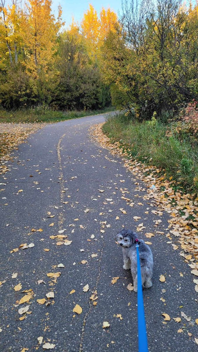 City of Edmonton tweet media