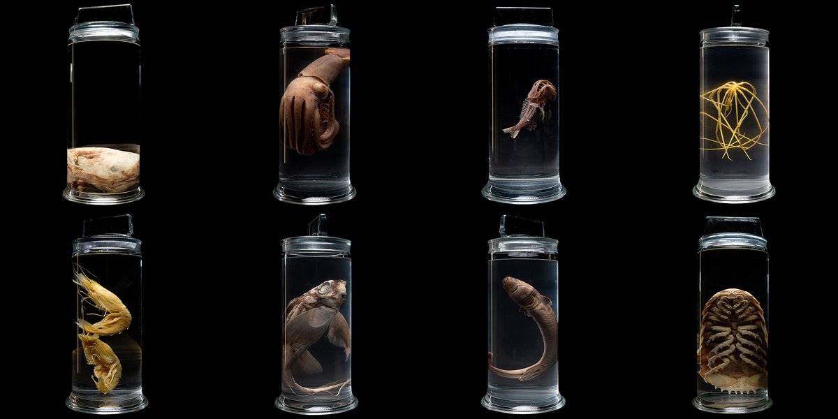 NOCnews's tweet photo. Anyone looking to test their knowledge of the #MonstersOfTheDeep for #Halloween? 🦑🦞🐙🦈
Take our brand new quiz now and find out what's true or false about the inhabitants of the Discovery Collections.
PLAY NOW 🎮 https://t.co/Fm4Std4xyL
@tammy_horton https://t.co/vXnqnwnWya