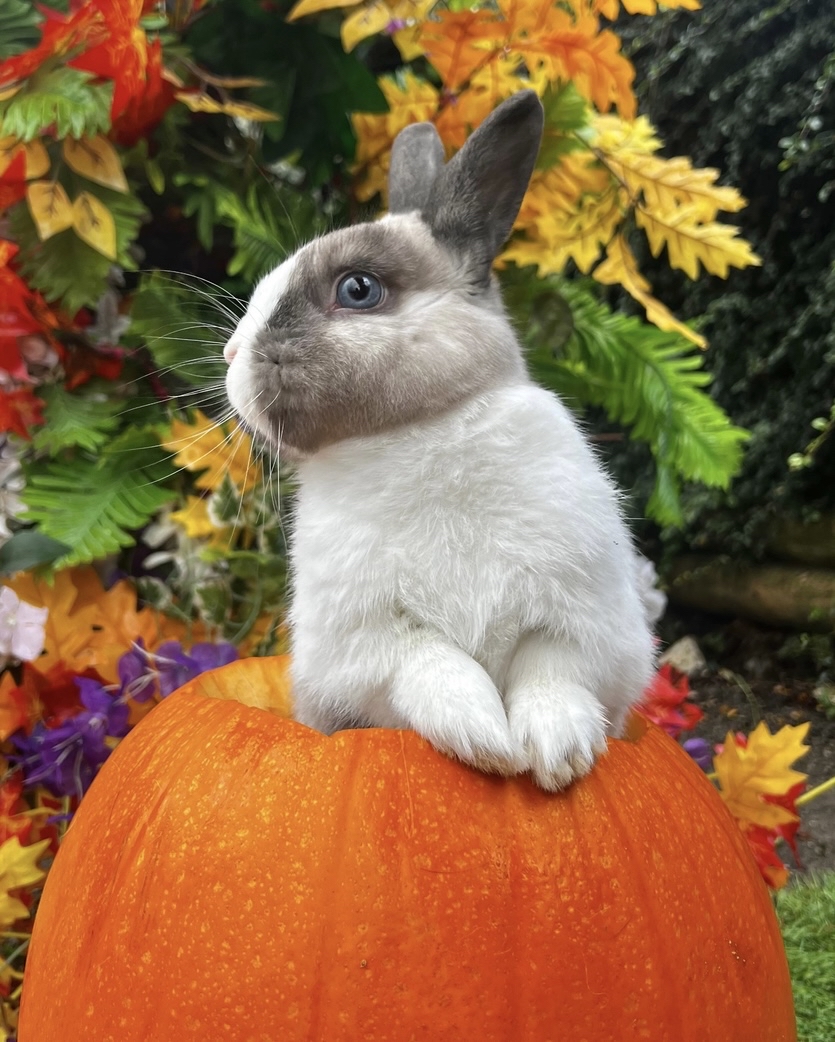 Bocketts Farm Park tweet media