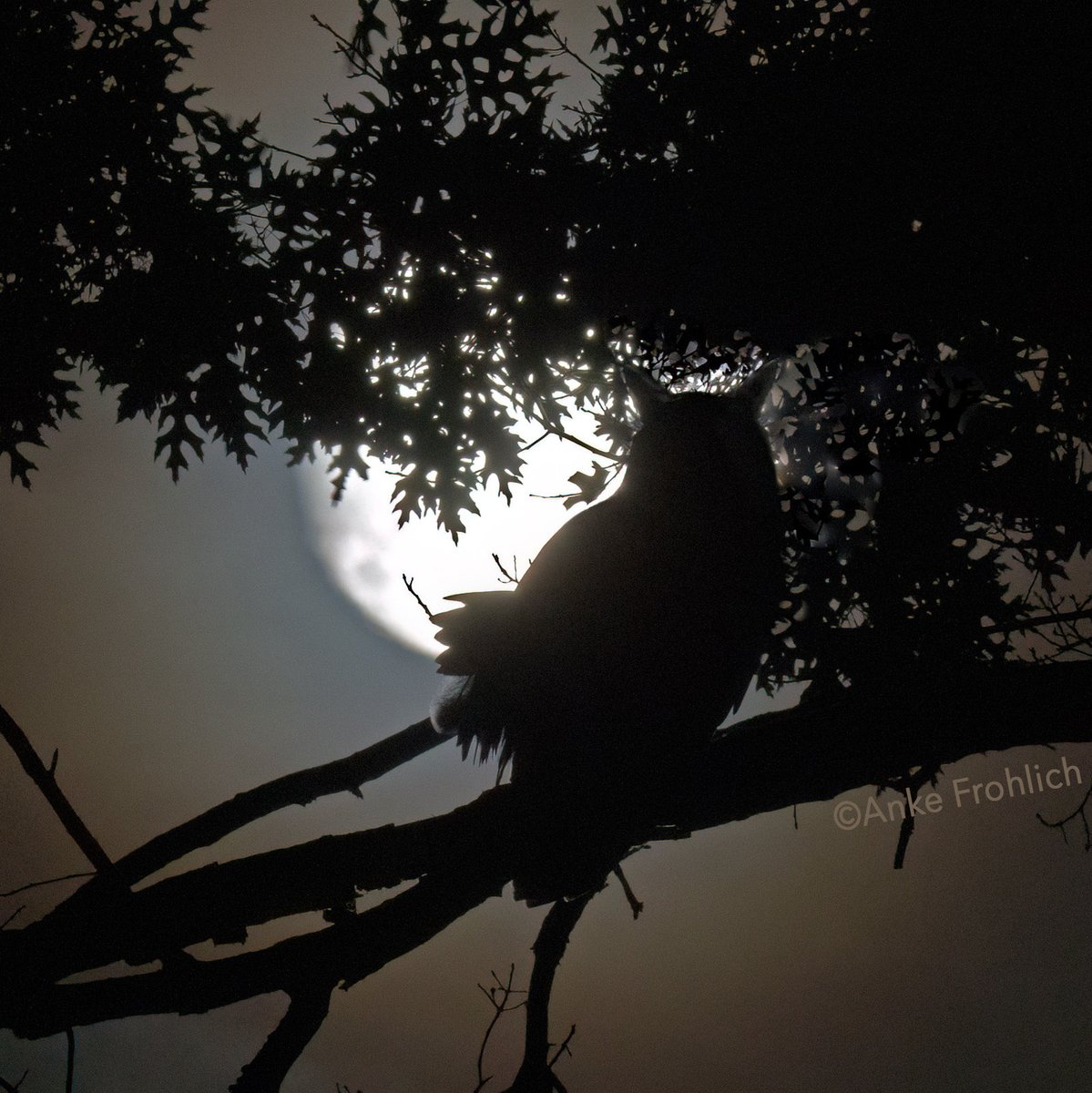 FLACO, the Central Park Eurasian eagle-owl, hooting at the moon in one of his favorite trees. He is setting the stage for a magical HallOWL’en 🦉🦇🕸️👻

#birdcpp #CentralPark #birdphotography #BirdsSeenIn2023 #flaco #birds #eurasianeagleowl #FlacotheOwl #owl #birding