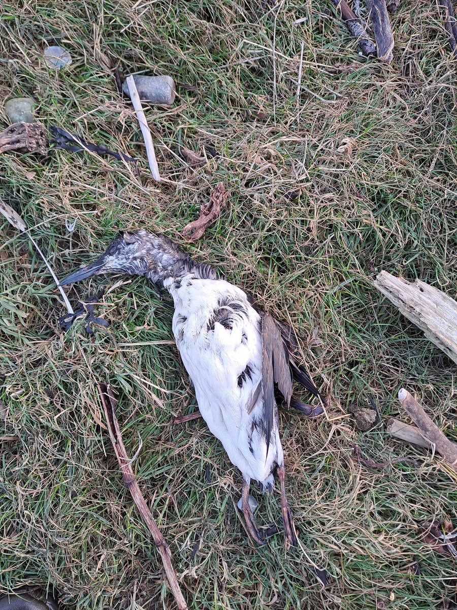 Following the prolonged period of easterly gales checked 8km of coast today between Hilton and Rockfield in Easter Ross. 87 dead seabirds found, comprising 45 Shag, 28 razorbill, 10 guillemot, 3 gannet and a kittiwake. Tough times for seabirds.