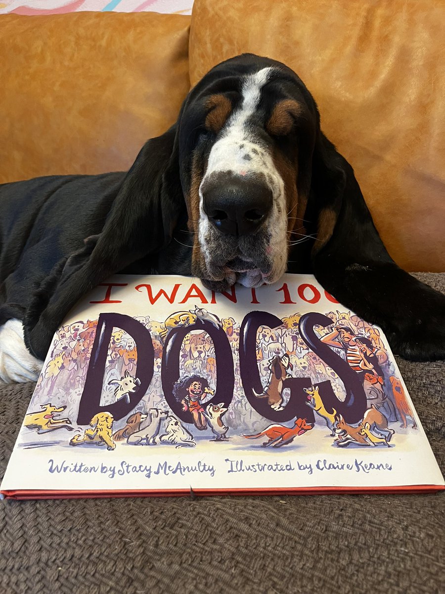 claireonacloud's tweet image. Happy book birthday to I WANT 100 DOGS 🎉Stanley is thrilled (thrilled!) that he’s been featured so many times in it. To celebrate I will be giving away 1 signed copy to anyone who can guess how many basset hounds appear in this book 😵‍💫 #kidlit @stacymcanulty @ChronicleKids