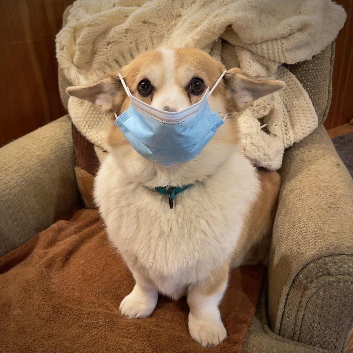 Happy Halloween everyone!
#CorgiCrew