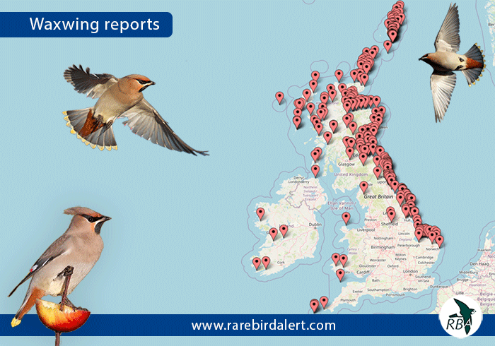 A Waxwing Winter?

The last week saw a significant arrival of Waxwings along the east coast. 

Somewhere in the region of 4,000 birds were reported

Want to catch up with Waxwings this winter download our birdnews app rarebirdalert.co.uk/RealData/bird_…