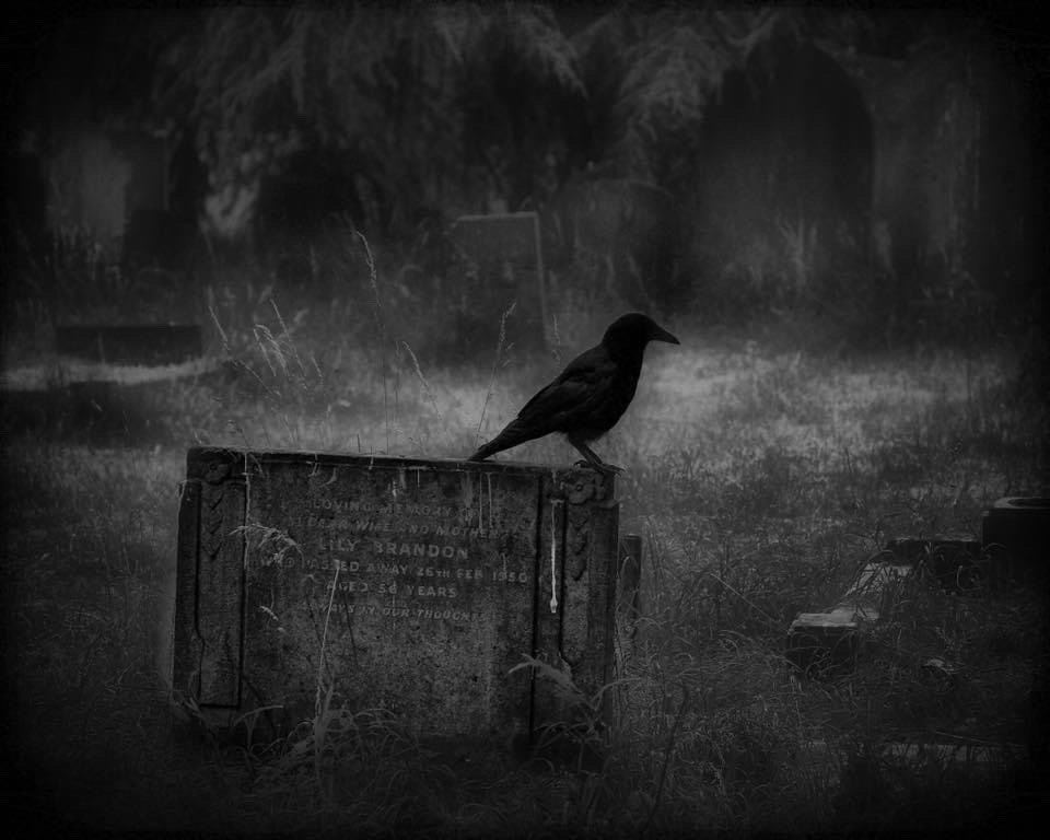 🖤... the crow ...🖤 #crow #halloween #london #cemetery #bromptoncemetery #blackandwhite #monochrome #lowlight #explore #mood #atmosphere #dream #imagination #silence #solitude #mystery #magic #spell