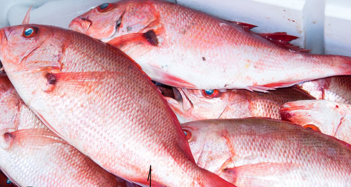 NithaelEmilcar's tweet photo. Red snapper at Emilcar poissonnerie ☎️786-278-8795 https://t.co/vZk0b0YICd