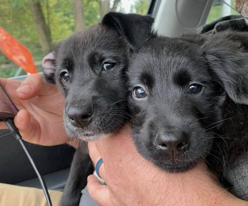 Precious 💙Tucker 💙is one of the puppies rescued after their mom was hit by a car. We think these puppies are Labrador x Aussie--they are all adorable, good with cats, children, and other dogs. doggoneseattle.org/adoptable-dogs…