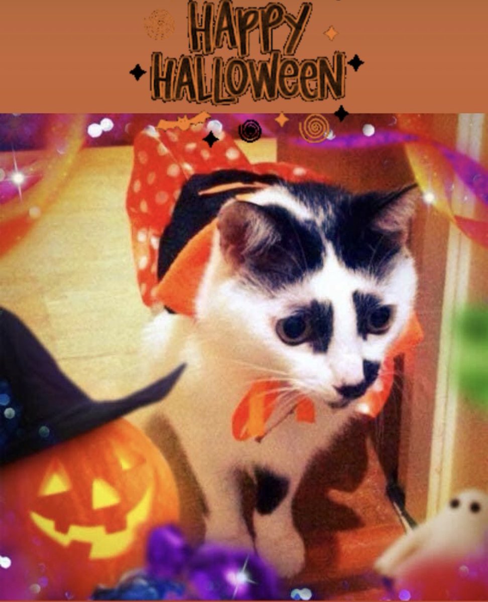 Karen10270812's tweet photo. ๐๐๐๐๐๐๐๐๐
#Helloween
#Helloweencat https://t.co/CWMupHve3d