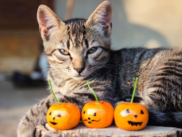 MeWowCatCafe's tweet image. We would love to see your trick or treat pics!  Any pics with your cat(s) are a bonus!  😻🐈👀 #happyhalloween #halloweencats #trickortreat #cats