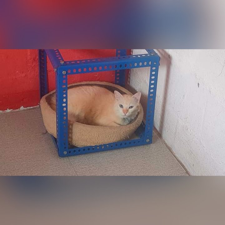 Kucing Dijumpai

PERHATIAN !! KUCING HILAND DI AREA Flat Sri Muhibbah, kajang, Selangor  BOLEH CONTACT 0182100703..PLEASE  SANGAT
Ciri2 berwarna kuning cream berkolar biru