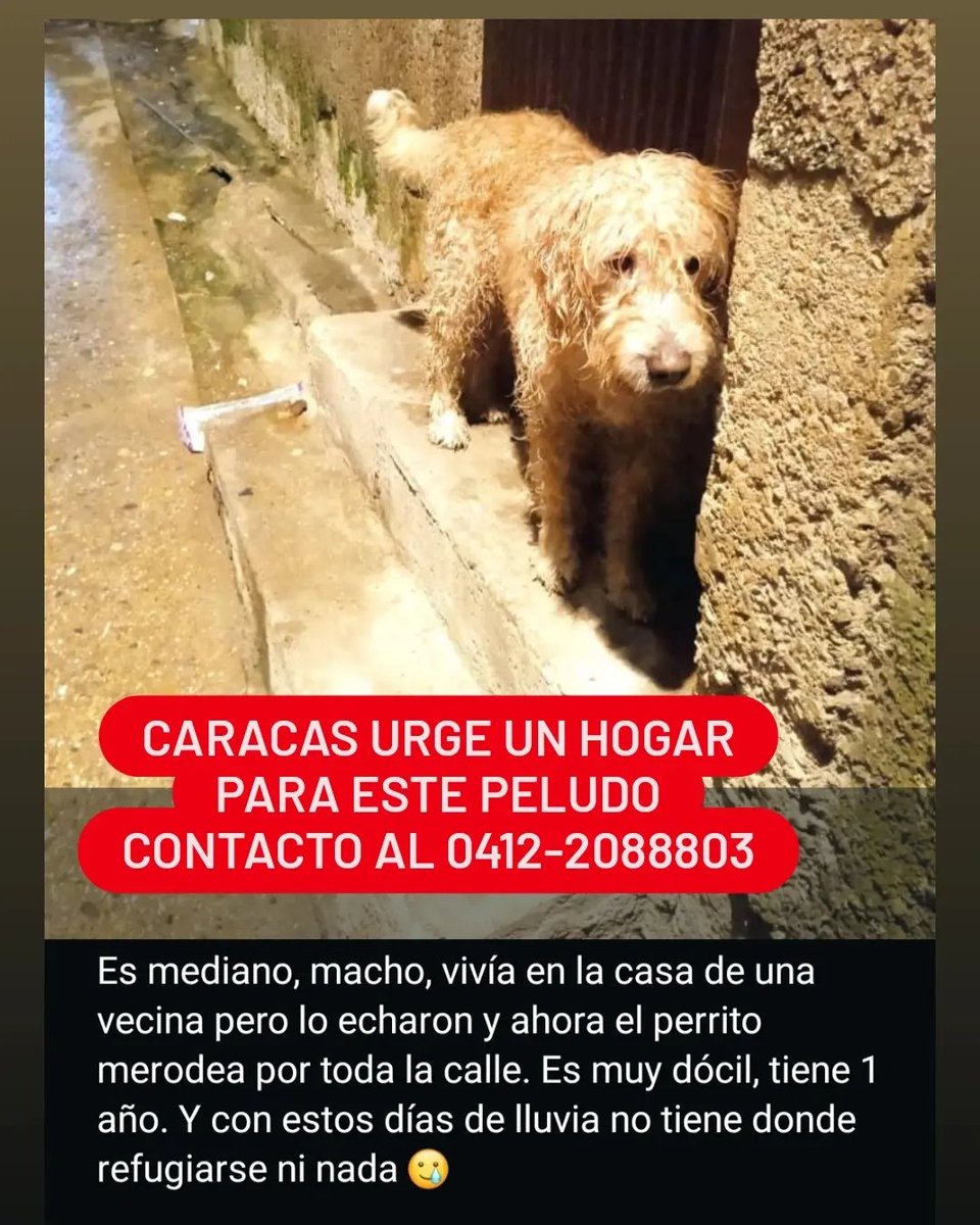 Por favooooorrrrr no queremos juzgar a nadie, pero este pequeño está sufriendo las consecuencias sin tener la culpa de nada. #RegalaUnRT para que pronto encuentre un hogar que realmente lo quiera como se merece.