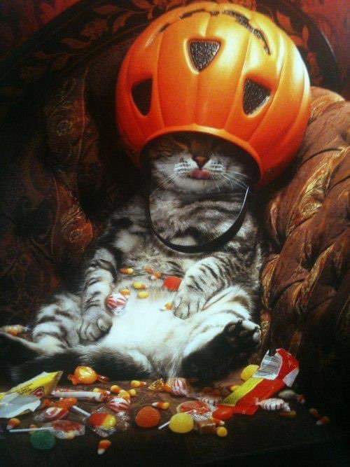 Happy Halloween to all the cute kitties…. I mean kiddies. 🙃
#Halloween  #BeSafeOutThere 
#Boo👻