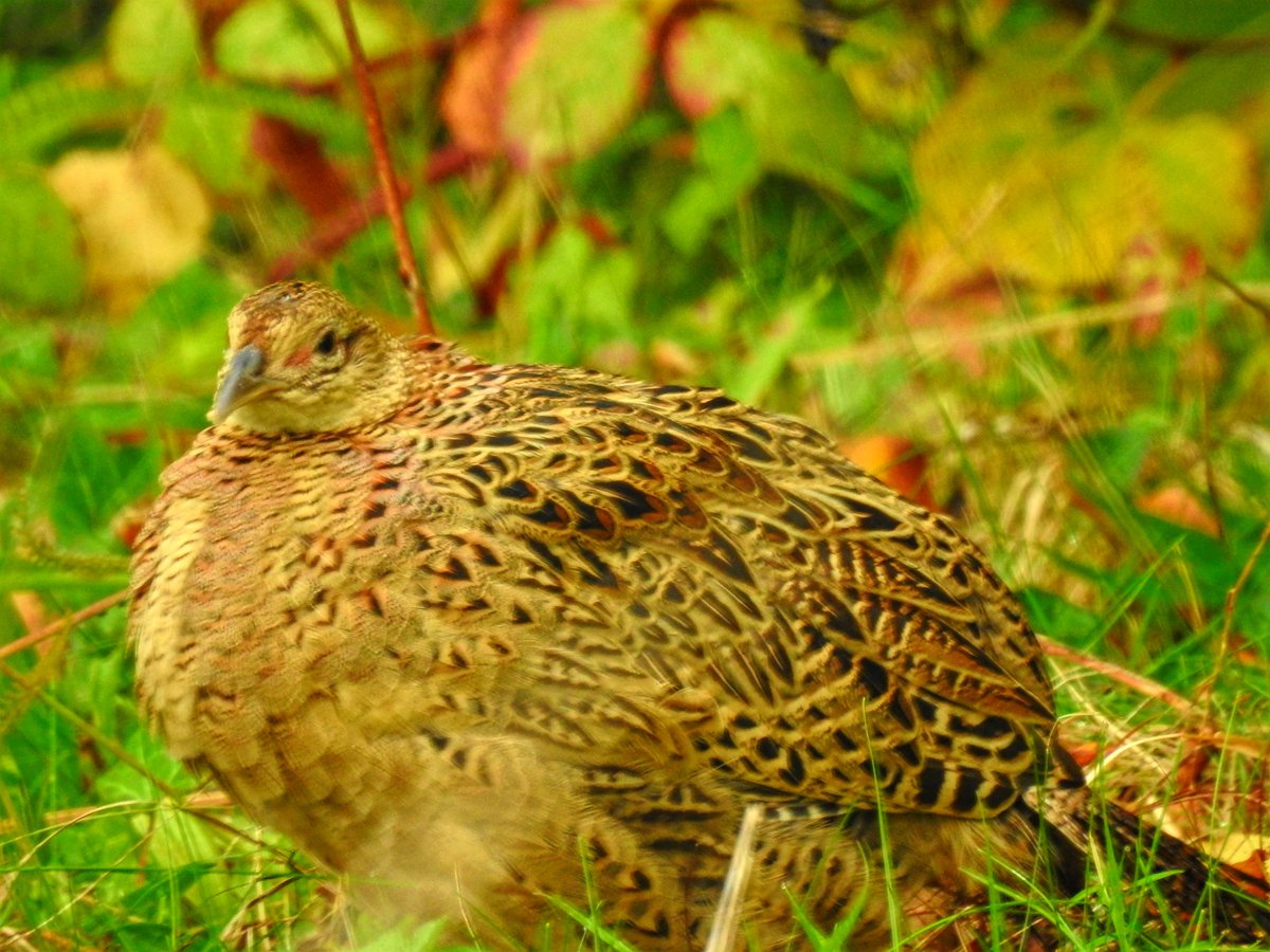 LylahPike's tweet image. Few shots from todays walk, Colwick park @Nottswildlife #NaturePhotography #colwickpark