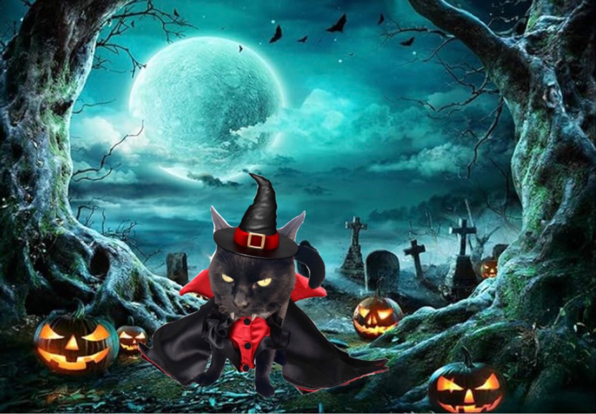 Right, time for my evening pawtrol 🐾😸🎃🧛🏼‍♀️ #Halloween #HalloweenCatParade23 #Hedgewatch