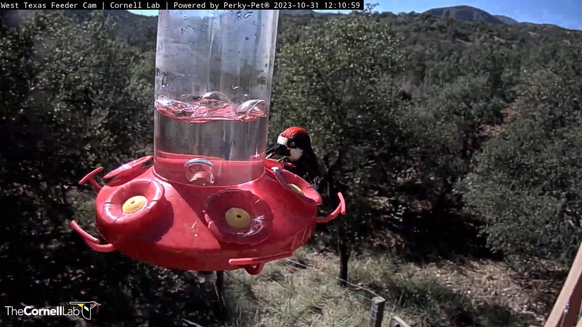TexasHummers's tweet photo. 12:12 10/31 An Acorn Woodpecker arrives at the feeder and immediately starts using its long tongue to access the nectar. https://t.co/EaU22OxWFm