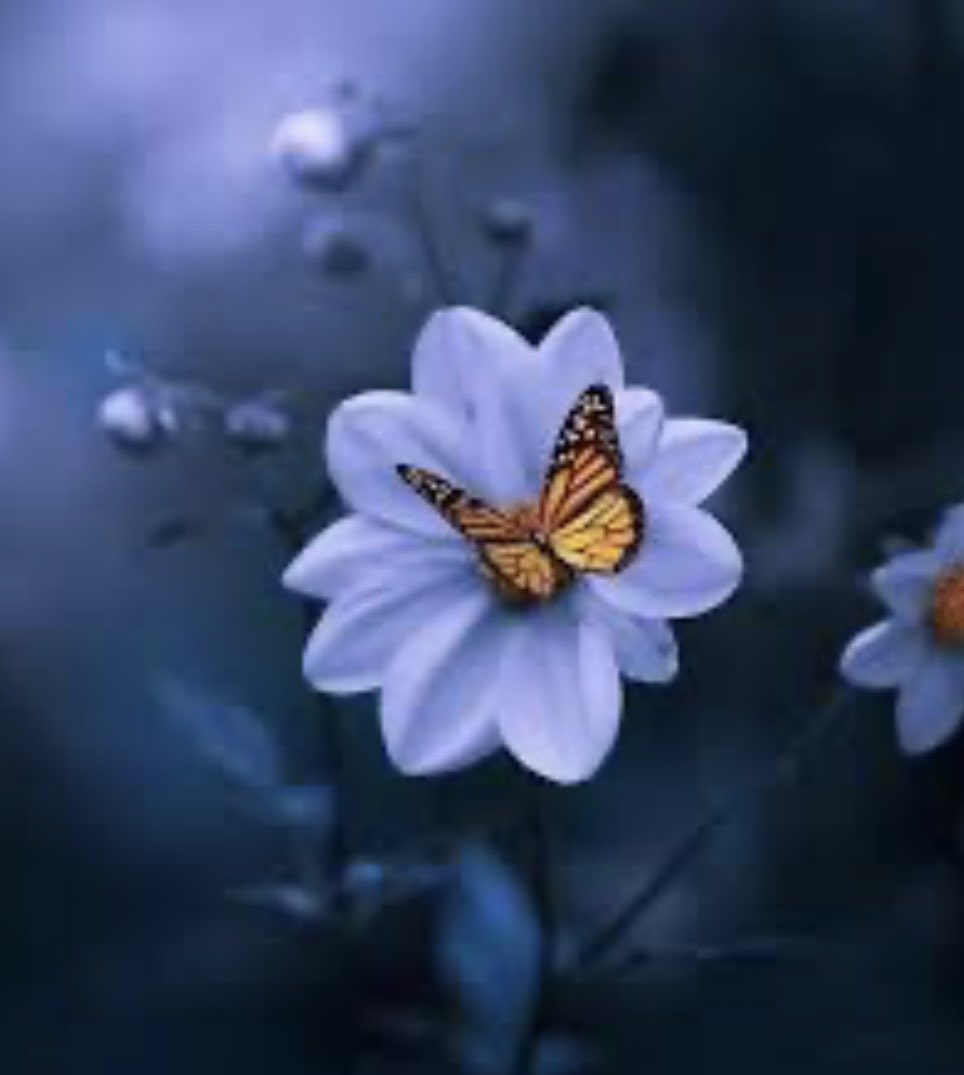 İnsanoğlu güzelliğe böylesine hayran kalabiliyorsa, bu savaş ne, bu birbirlerini yeme, aşağılama, bu akan suya, uçan kuşa, yaprağın üstüne konmuş kelebeğe düşmanlık niye?’

Yaşar Kemal