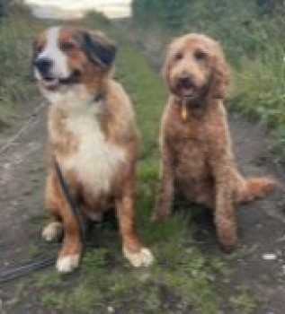 millypod1's tweet photo. 🆘27 OCT 2023. #Lost #ScanMe
2 dogs Toby ( Irish doodle) and Bruno ( Bernadoodle) ran off together.
#EastStanley #CountyDurham #Durham #DH9
It is suspected they have chased deer into the local woodland area and perhaps got lost😢
https://t.co/CqReMDWefL
https://t.co/Z0l2gf8NL0 https://t.co/ExRVZVElyj