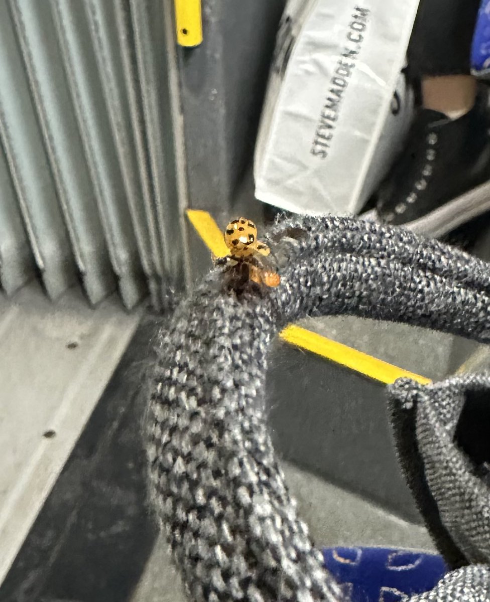 Also, gandrīz sev sāku domāt diagnozes, kad man ar perifēro redzi sāka rēgoties sarkanīgi pirkstiņi, kas cenšas paņemt manu somu. Pagriezu galvu: sveiki!