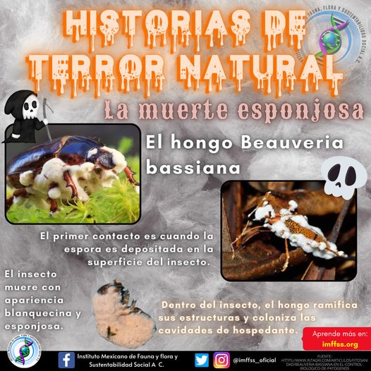 imffss_oficial's tweet image. Una muerte algo cute. 😮😬😨🤩😰🥰🫢
🤓✅ Aprende más en  imffss.org/cursos-certifi… 👍🏻🌻
#historiasdeterror #HistoriasDeTerror #esponjoso #DoctorPlanta #DoctoraPlanta #DrPlanta #DraPlanta