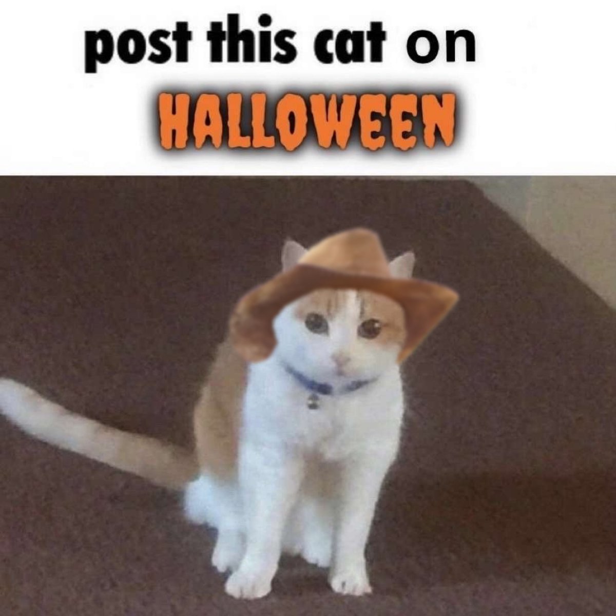 Cats And Cowboy Hats (@CowboyCats) on Twitter photo 2023-10-31 17:44:53