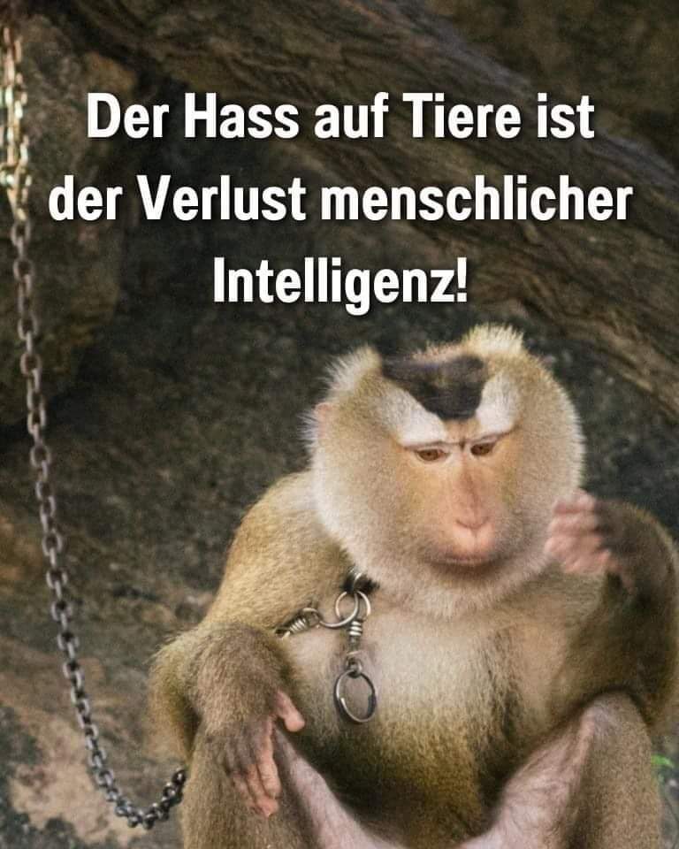 Gem_f_d_Tiere's tweet photo. DER HASS AUF TIERE UND DIESE SCHLECHT ZU BEHANDELN IST DER VÖLLIGE VERLUST MENSCHLICHER INTELLIGENZ UND ZEUGT VOM MIESEN CHARAKTER!
DER MENSCH SOLLTE STETS SEINE STÄRKE NUTZEN UM TIEREN ZU HELFEN UND NICHT IHNEN ZU SCHADEN! https://t.co/ZYw7Lq8re2