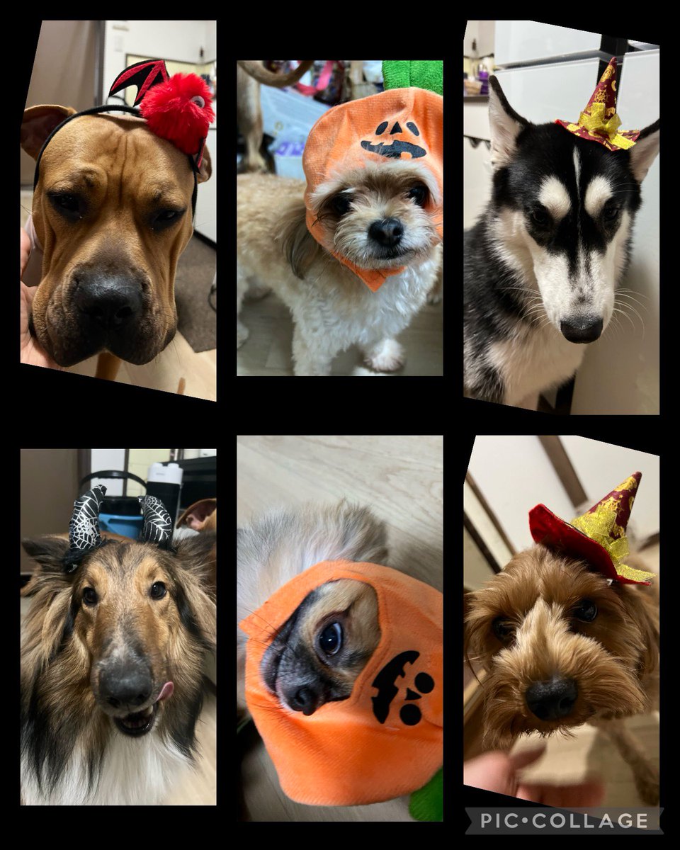uk4wq3's tweet photo. 少し遅れてしまったハロウィン仮装🎃
 全然上手く撮れなかったし、すごい不満そうな顔をしてる����😅
 #Halloween 
 #仮装
 #犬のいる暮らし https://t.co/LvIQDVsoaf