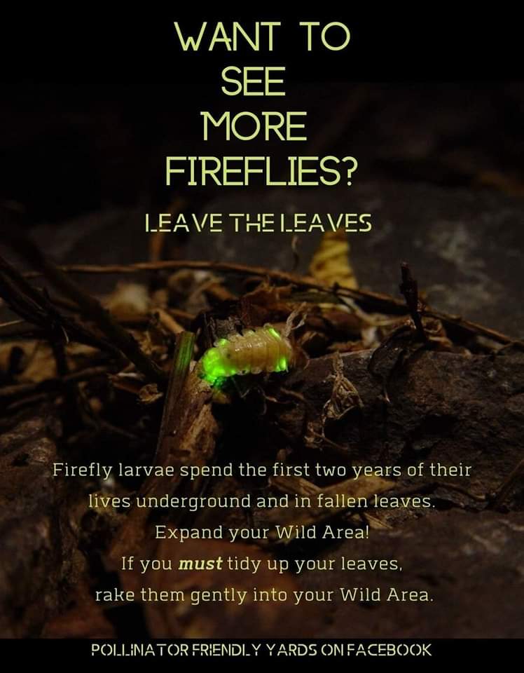 Permission to leave the leaves! They are an insulator and ground cover for your soil and inhabitants!
The crazy things humans do..  #fireflies #pollinators #pollinatorgardens #gardenX #leavetheleaves #butterflies #dragonflies #bees #savethebees #beekind #beefriendly #dendrophiles