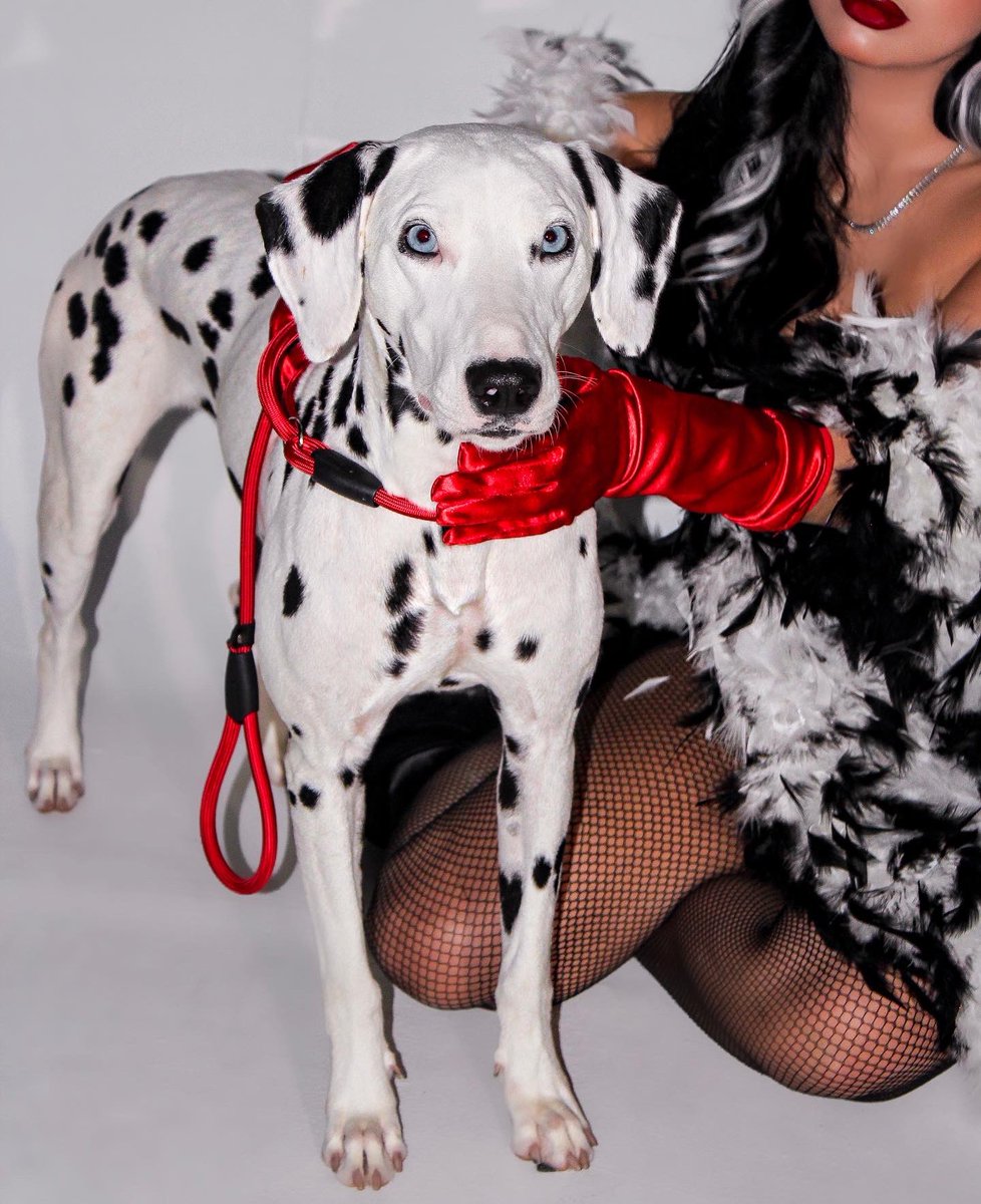Makeup, Hair Styling and Photography by @ bbeautybybarbie on Instagram 
Happy Halloween from Cruella De Vil 🐾