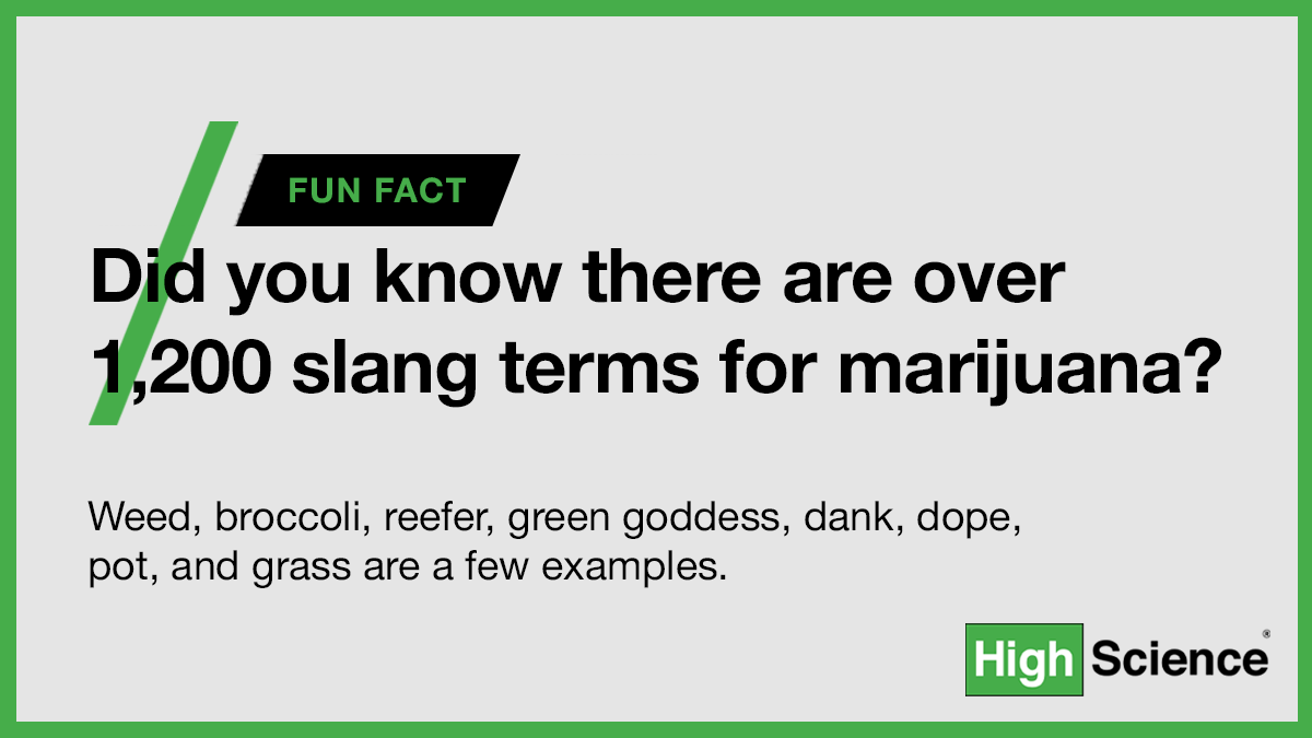 HighScienceX's tweet photo. Fun Fact: 🌿 Did you know that there are over 1200 words for marijuana? Creativity and a dash of rebellion undoubtedly led to this high roll. Which one is your favorite? 😄
#WeedWords #CannabisCulture #FunFacts https://t.co/7ocaif8bfM