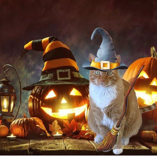 Happy Halloween to allz mine fwends!! 🎃🎃🎃🎃 #HalloweenCatParade23 #Hedgewatch #CatsofTwittter