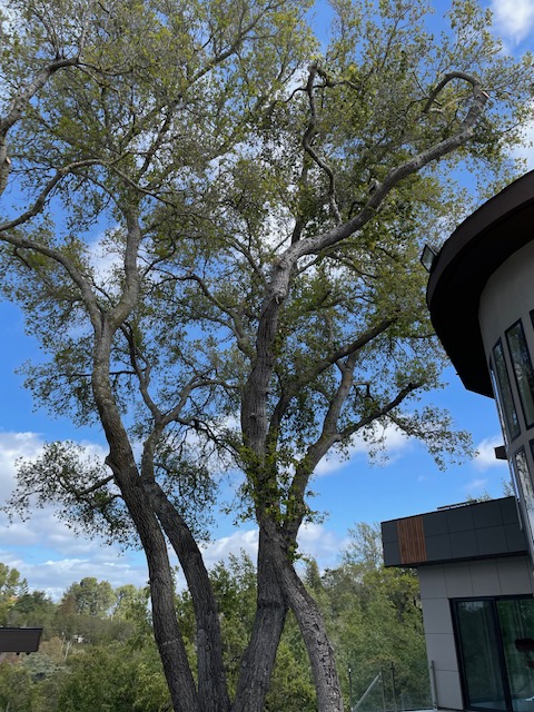 ColoresTree's tweet image. I strive to provide comprehensive tree cleaning services, making sure that all dead branches are properly removed so that your tree can properly thrive. Request a quote today!

#TreeCleaning bit.ly/3ahwC6d