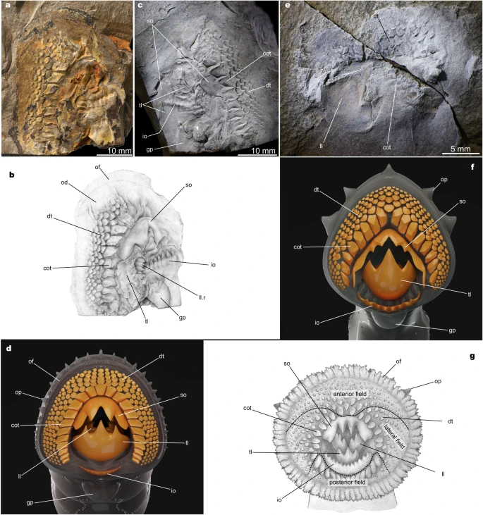 friel's tweet photo. Happy #Halloween! Your treats this year are two new Jurassic predatory #lampreys! Or what I like to call #Jaws without jaws.

https://t.co/M7rtfVAY2r https://t.co/ctaxwM5ybK