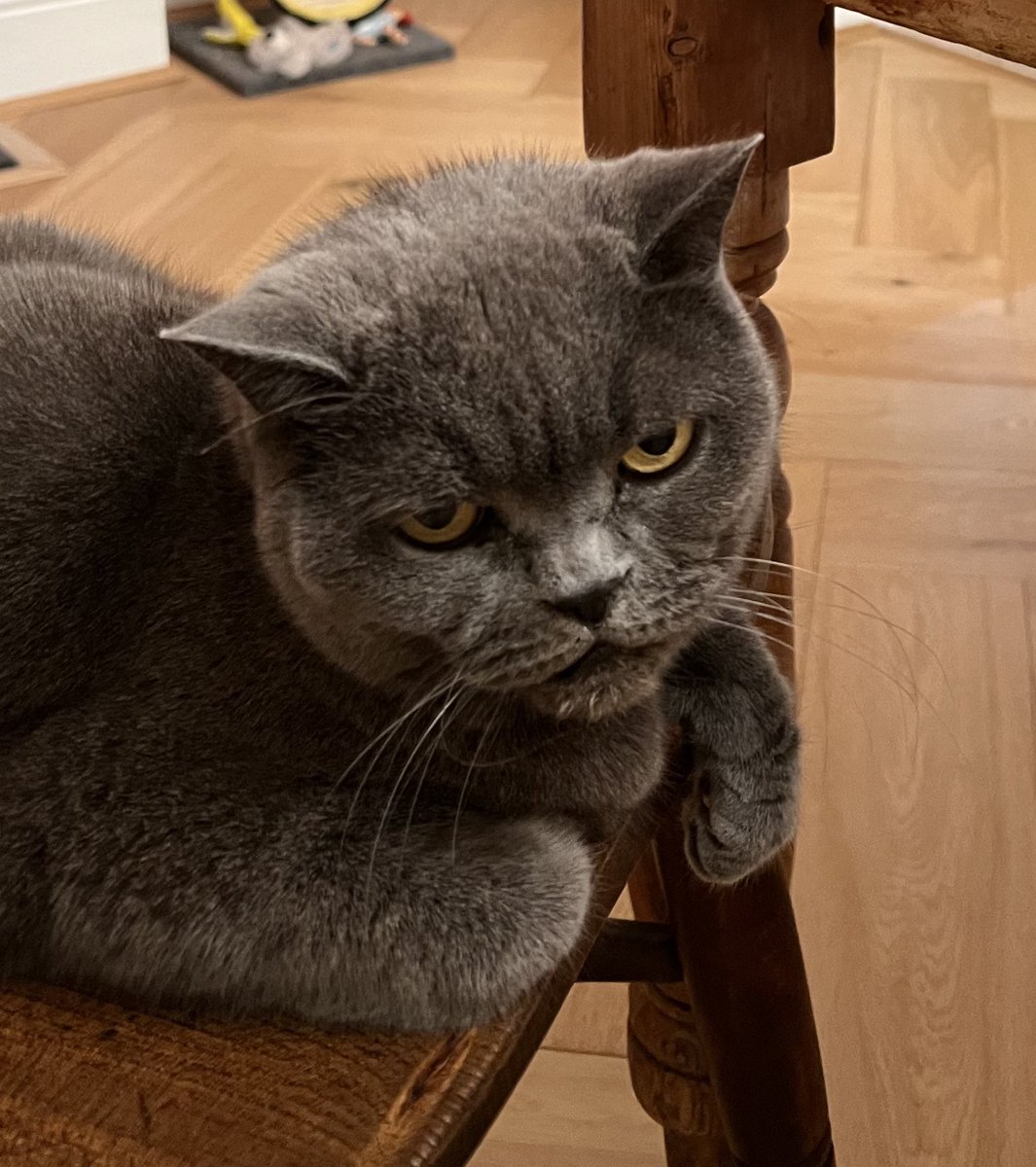 Furriends, please call Catline for me! I need to report that Staff are eating ‘spicy’ chicken wings without me, also giving away sweets to mini humans who bang loudly on the front door. I’m not impressed 😼🎃👻 #CatsOfTwitter #Halloween