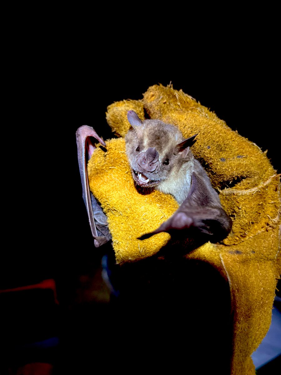 On #Halloween we set off to the south coast of Peru to look for real #vampires 🧛‍♀️🦇 for my PhD to understand the relationship between diet (blood from different preys) and viruses 🦠 in vampire bats. The fruit-eating bat in the photos shares the same roost with the vampires