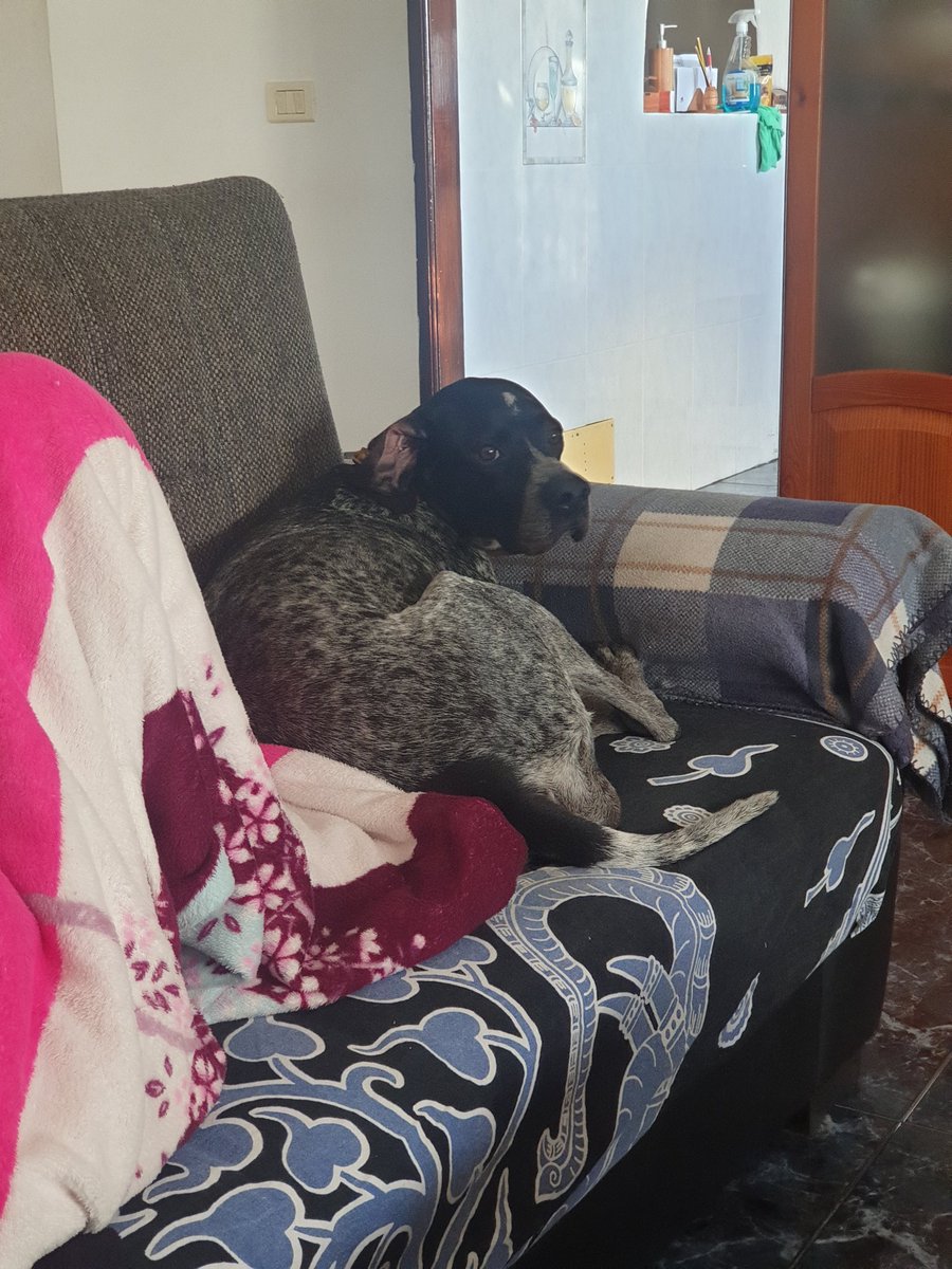 dokyrim's tweet photo. Ayúdenme a difundir para poder encontrar a mi perrita por favor. #Tenerife zona de Tejina, Bajamar, Valle de Guerra #LaLaguna https://t.co/4jfagyIDL1