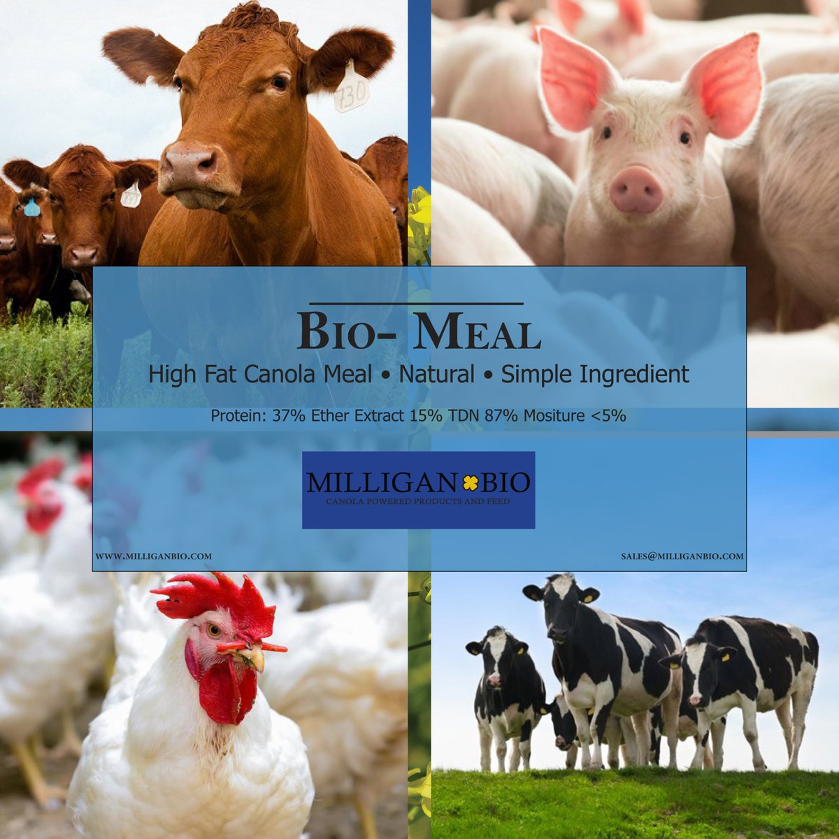 Its sale time!!👍
FALL MEAL BAG SALE🐄
SAVE BIG ON MEAL BAGS FROM NOVEMBER 1-15 2023
$500/ MT ON OUR MINI BULK BAGS OF MEAL
For more information or to purchase call 306-272-6284