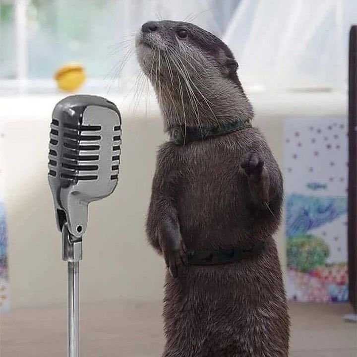ottposting's tweet image. 🎶 Otterliscious definition: make dem hoomans loco, they think we’re cuties so they boop our snoots and take our photo, you can see me if you feed me, like to snuggle when I’m eepy, I got reasons why I eat em, fishes come and go like seasons 🎶