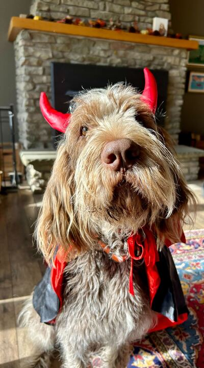 🎃 HAPPY HALLOWEEN from the pups of CK. 

Specifically Vincenzo, who may seem devilish... but is actually an angel. 😇