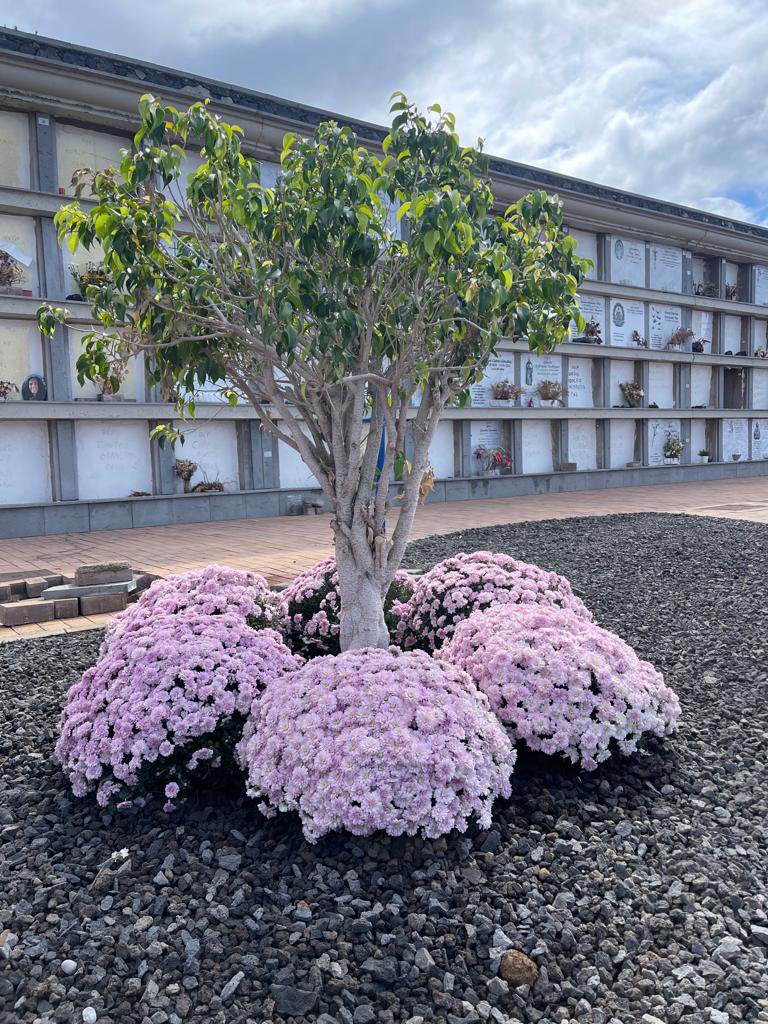 Los Llanos de Aridane tweet media