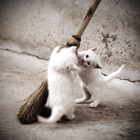 🧹🐾=^;;^=🎃#HappyHalloween