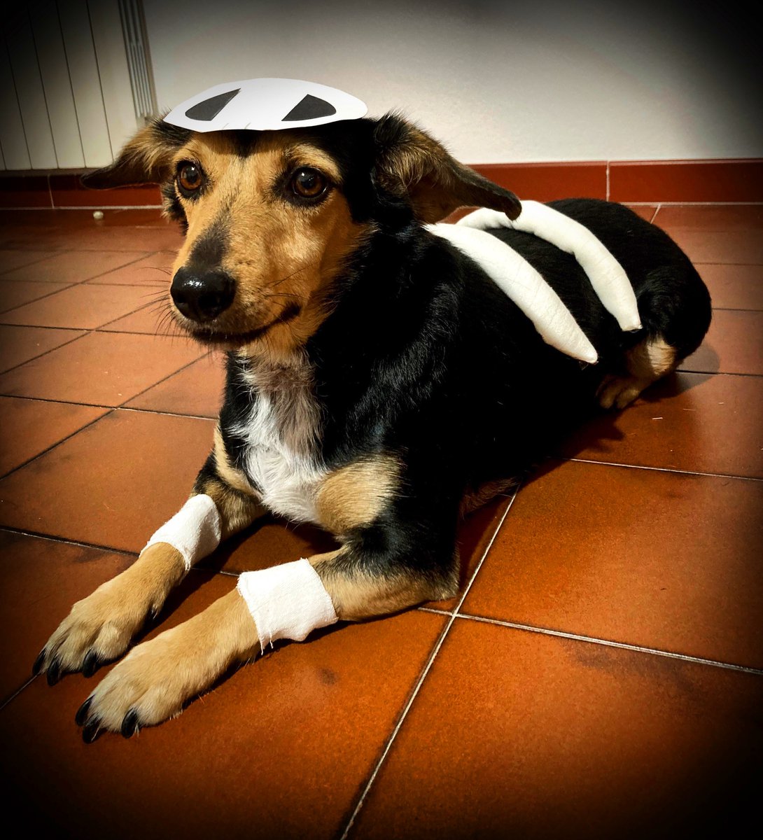 MissNiky_'s tweet photo. A wild Houndour appeared!

#Halloween #Halloween2023 https://t.co/yjQBWxEYzs