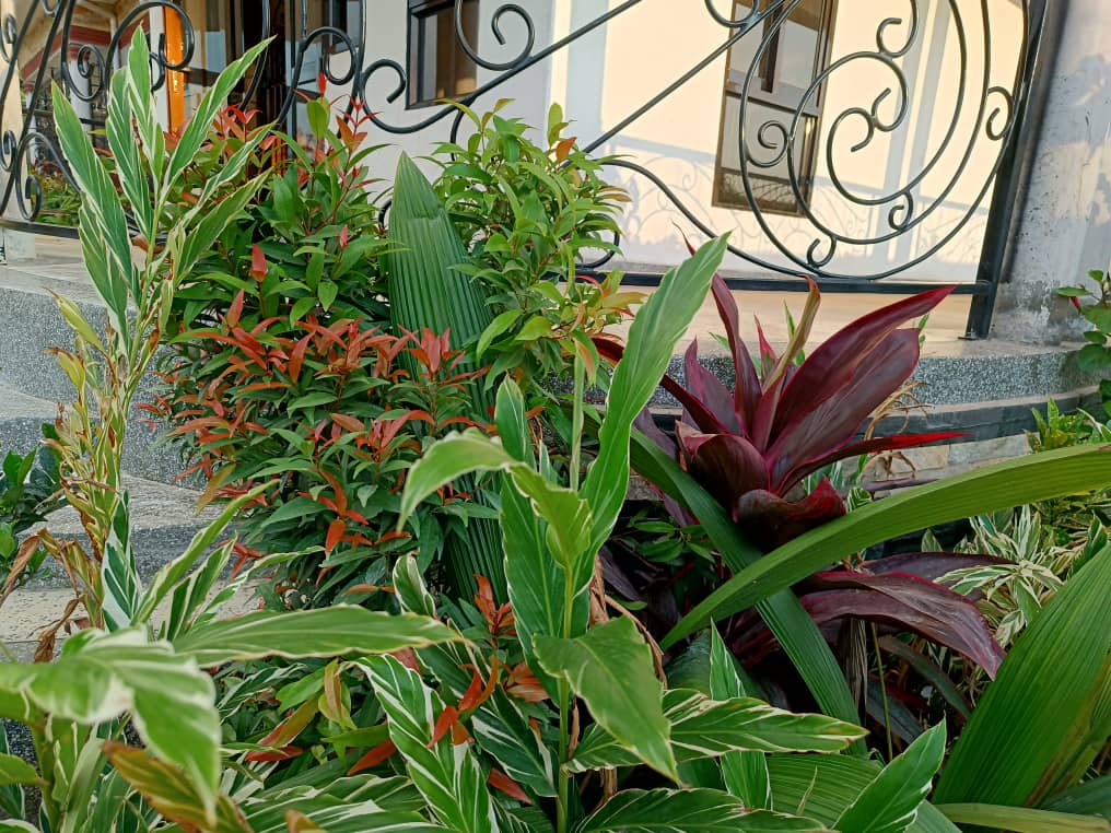 Having plants around the house, not only beautifies it but also keeps the air around the house cool and refreshing.

Let's Inspire Freshness
Uganda
0778623536
landscapeuganda.com

#plants #nature #flowers #plantsofinstagram #garden #plant #plantsmakepeoplehappy #gardening