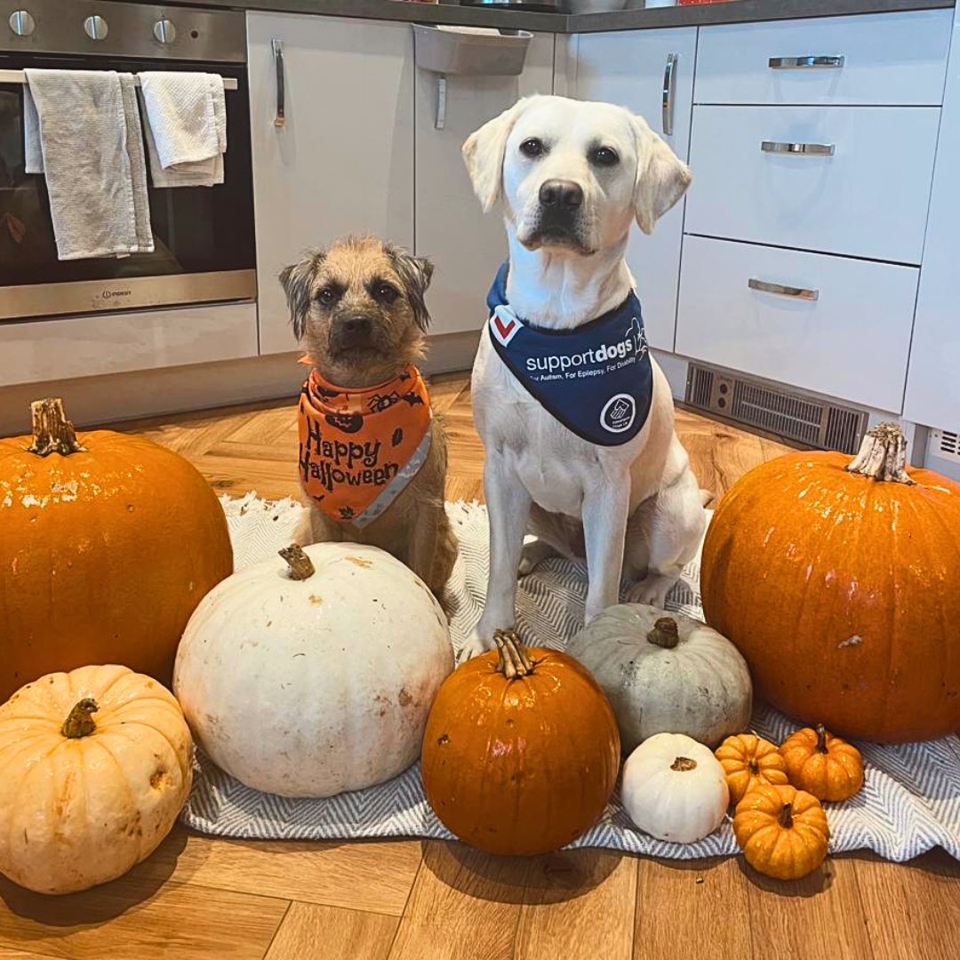supportdogsuk's tweet image. Happy #Howloween everybody! It's time for a spooky #puppy roundup…. 🎃