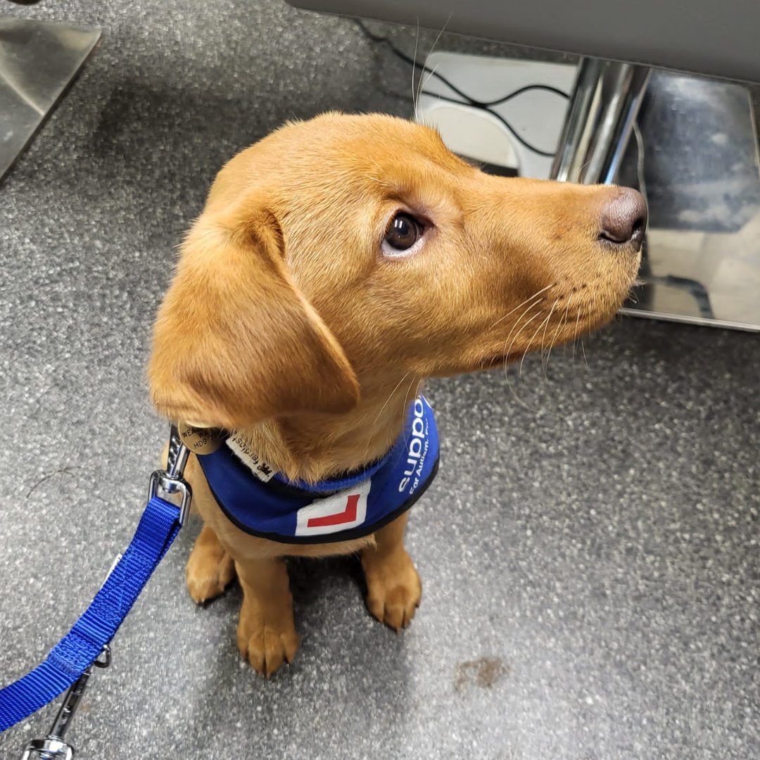 supportdogsuk's tweet image. Happy #Howloween everybody! It's time for a spooky #puppy roundup…. 🎃