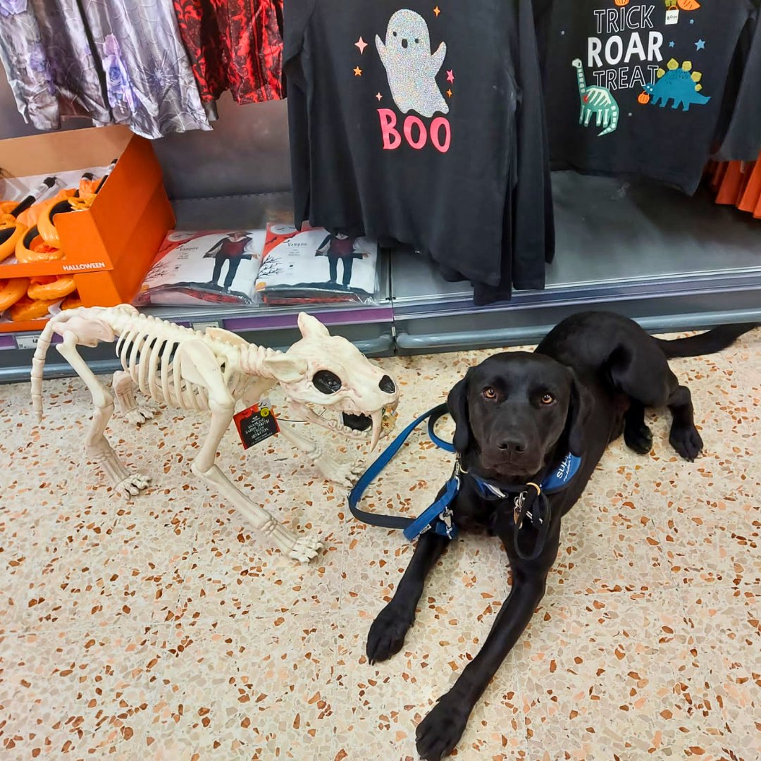 supportdogsuk's tweet image. Happy #Howloween everybody! It's time for a spooky #puppy roundup…. 🎃