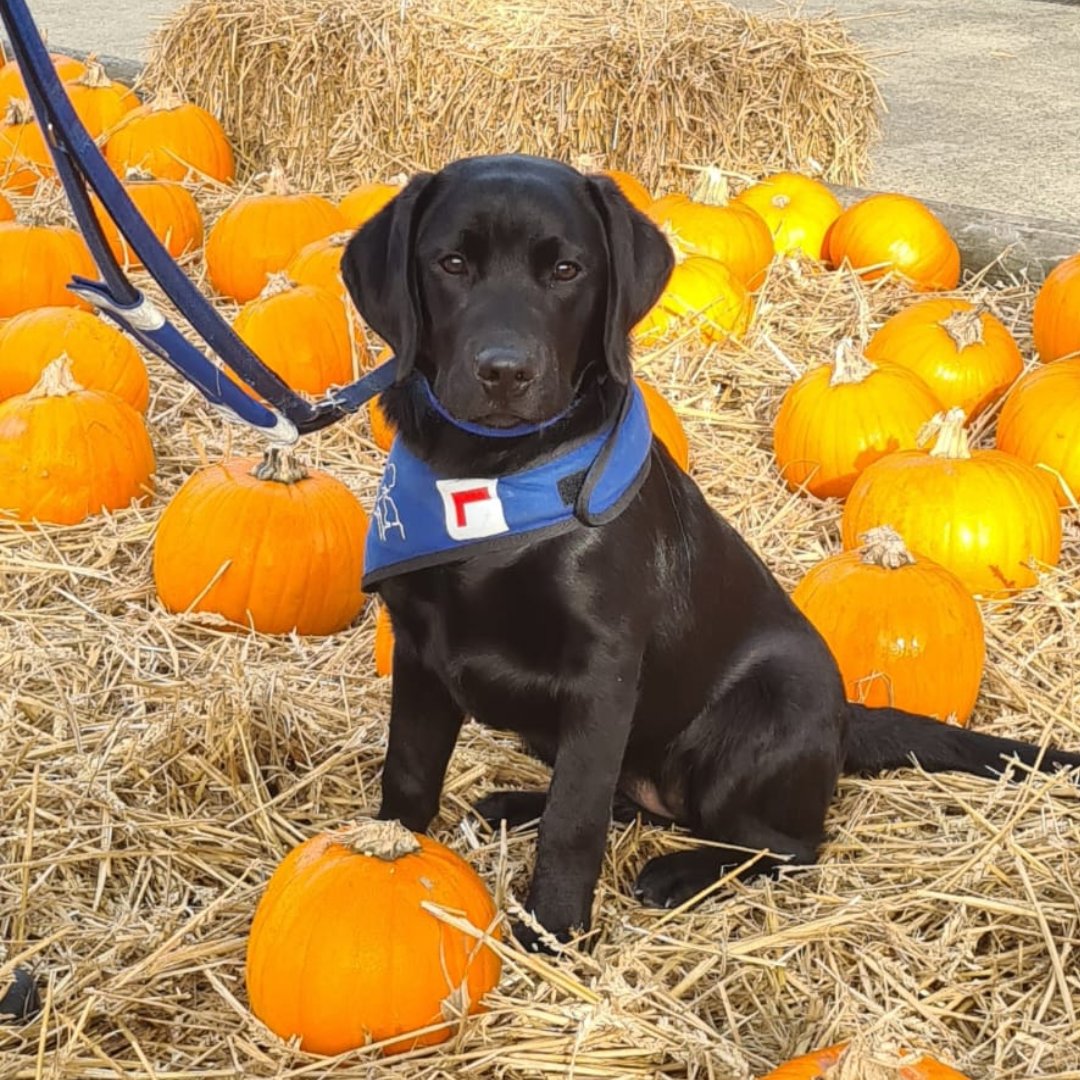 supportdogsuk's tweet image. Happy #Howloween everybody! It's time for a spooky #puppy roundup…. 🎃