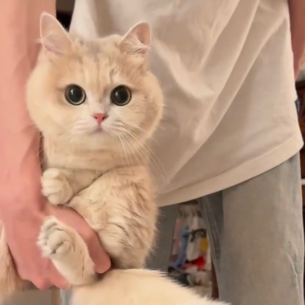 พี่จ๋าอุ้มหนูดีๆนะ เดี๋ยวหนูหล่น 🐈🤍